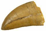 Serrated, Carcharodontosaurus Tooth - Real Dinosaur Tooth #308358-1